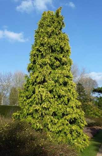 Chamaecyparis lawsoniana Winston Churchill