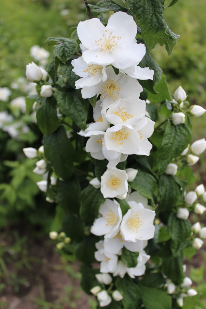Philadelphus Biały Karzeł