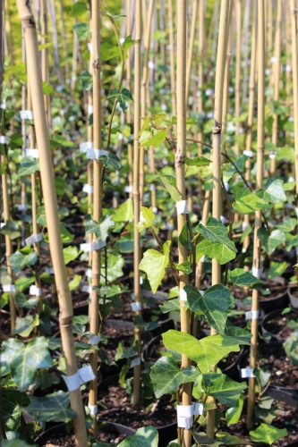 Hedera Helix
