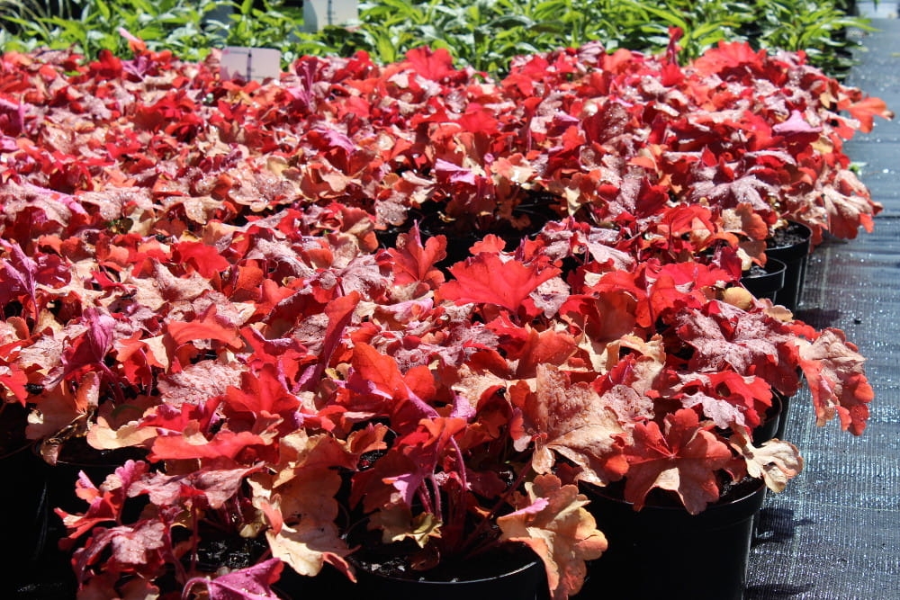 Heuchera Rio