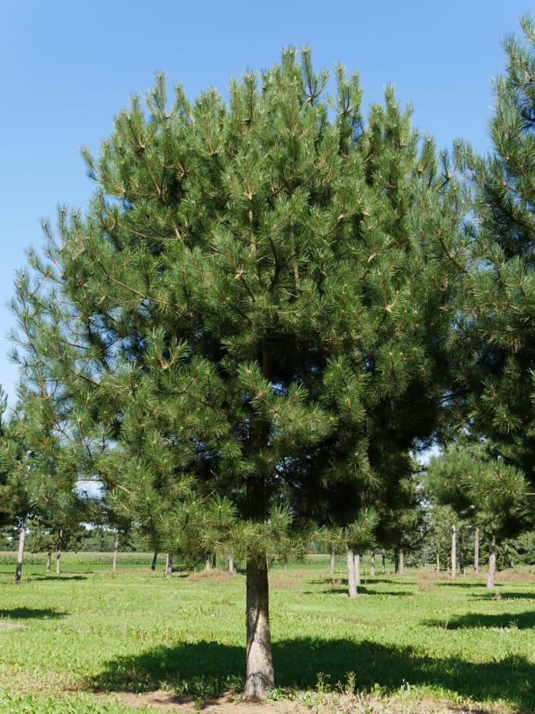 Pinus nigra
