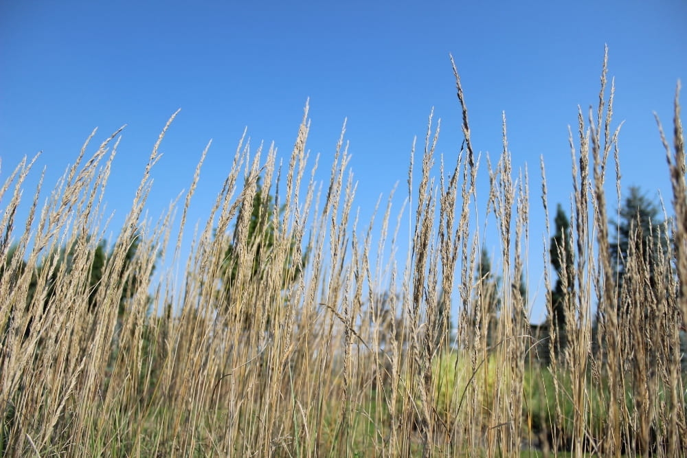 Calamagrostis x acutiflora Overdam