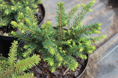 Picea abies Tabuliformis