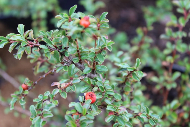 Cotoneaster praecox