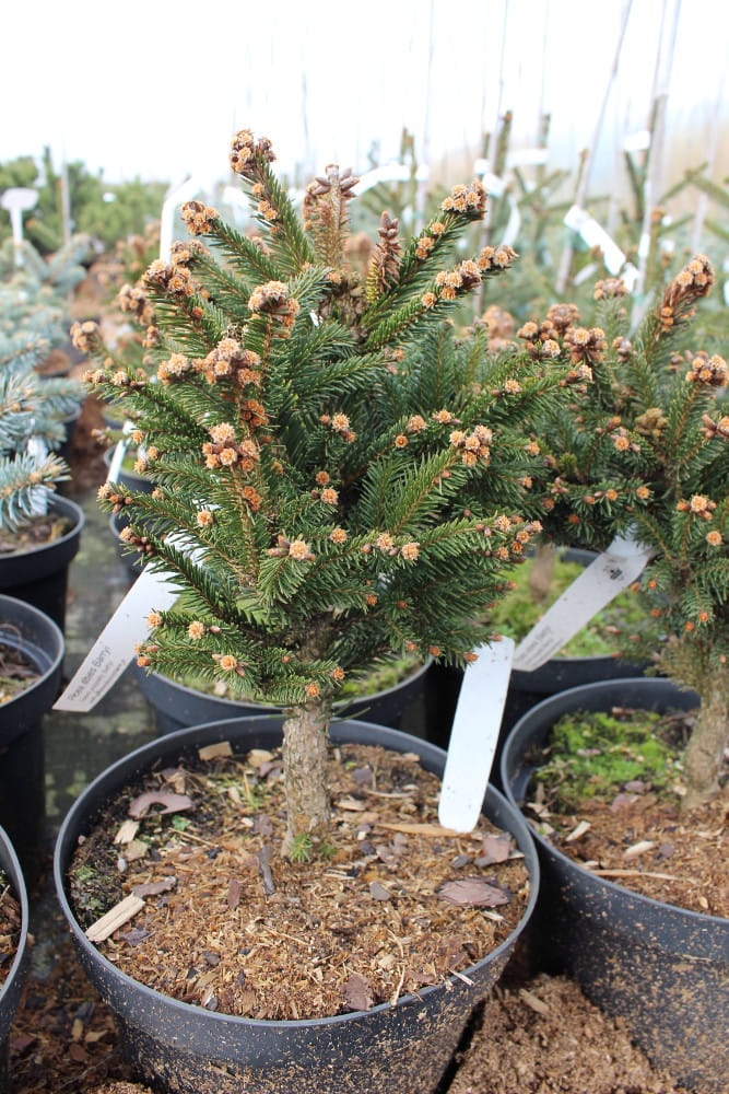 Picea abies Barryi
