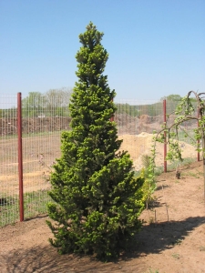 Świerk pospolity 'Cupressina'