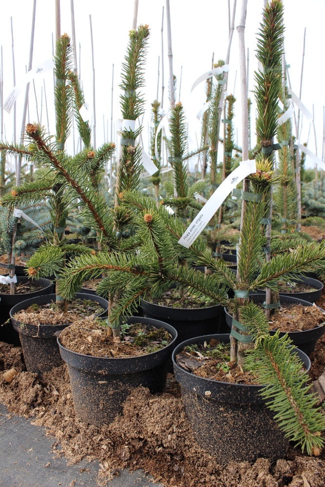 Picea abies Virgata