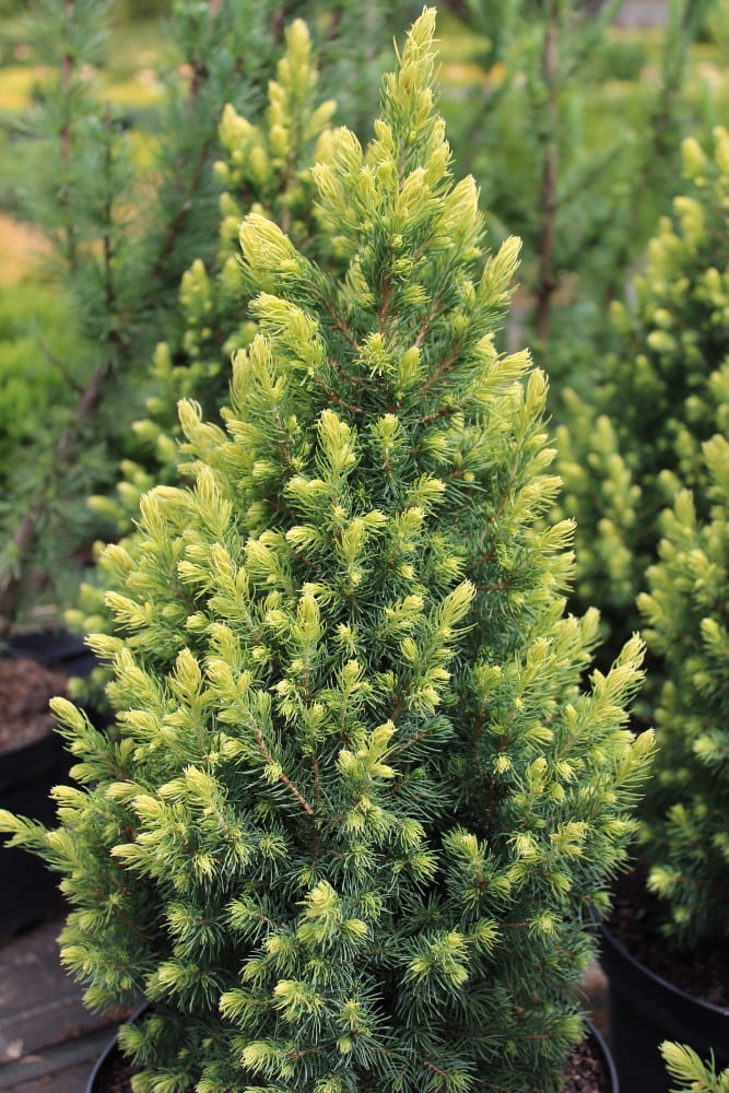 Picea glauca Rainbow's End