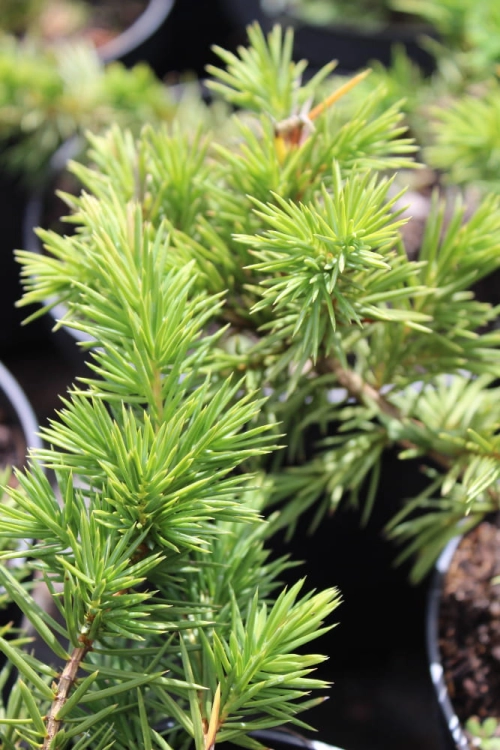 Juniperus conferta