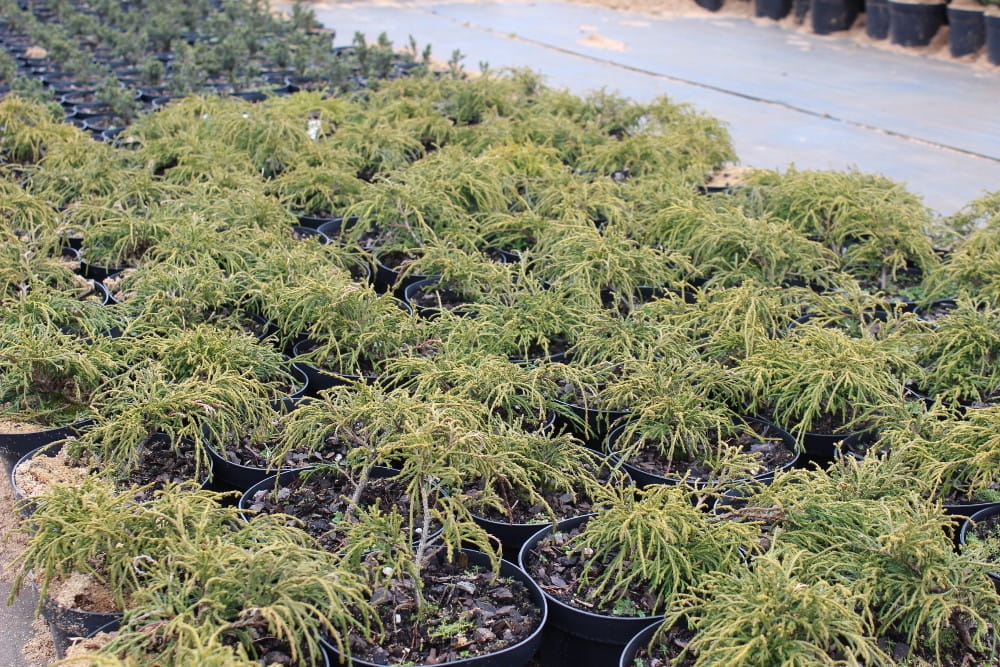 Chamaecyparis pisifera Filifera Nana