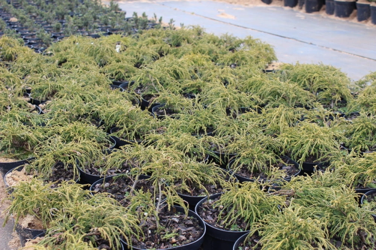 Chamaecyparis pisifera Filifera Nana
