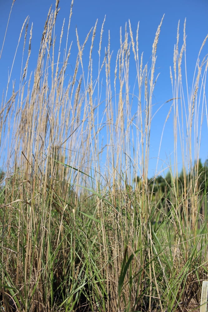 Calamagrostis x acutiflora Overdam