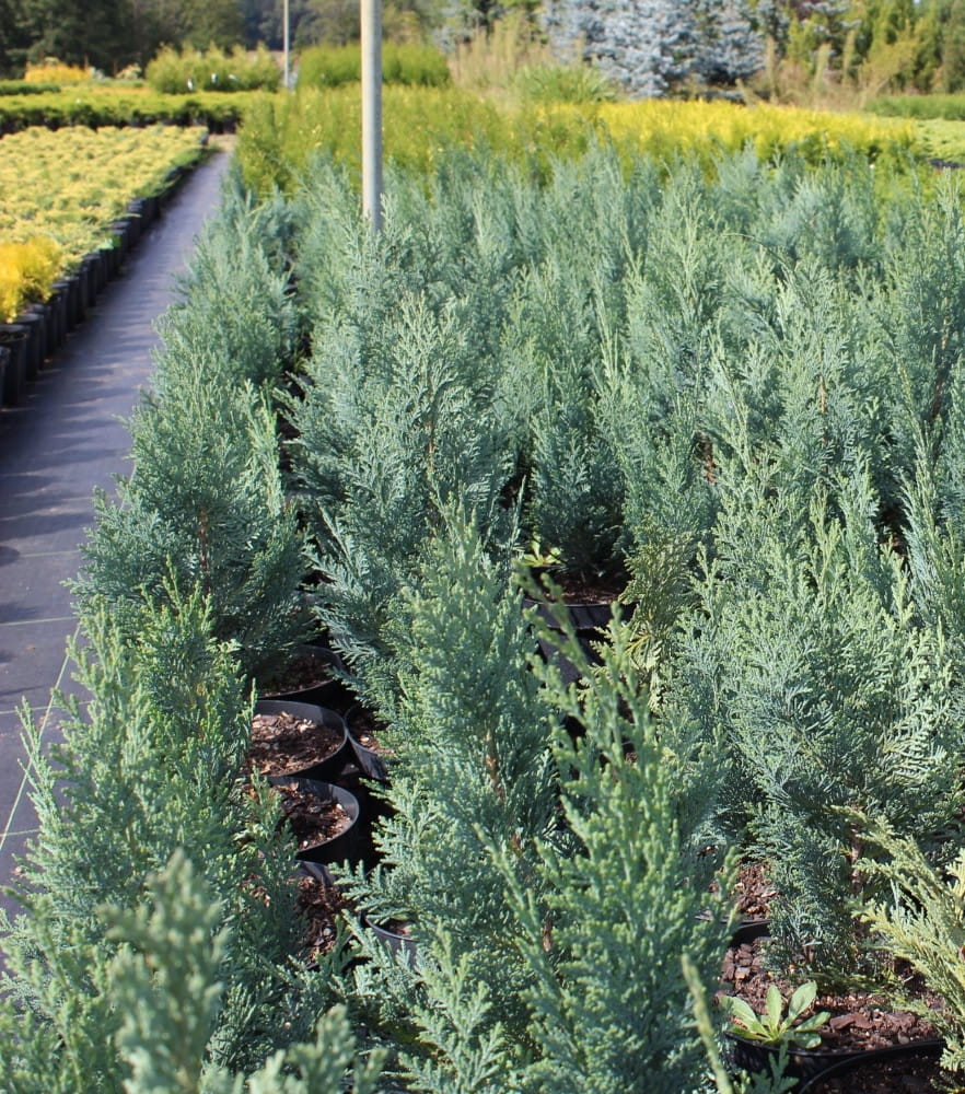 Chamaecyparis lawsoniana Columnaris