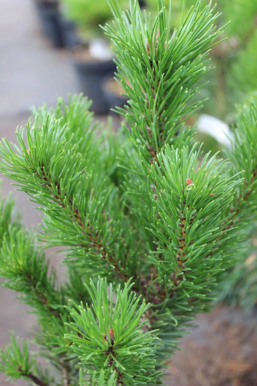 Pinus contorta Spaans's Dwarf