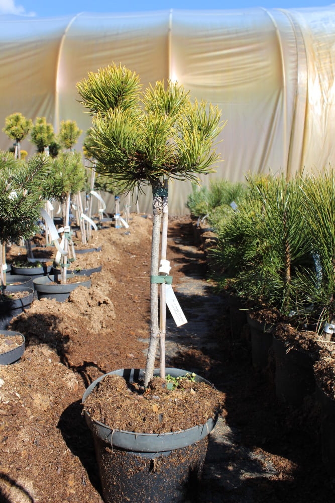 Pinus mugo Pa Carsten