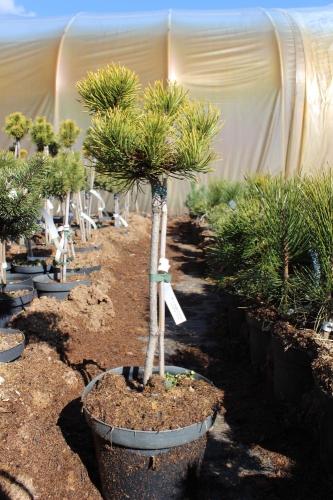 Pinus mugo Pa Carsten