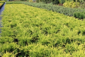 Jałowiec pośredni 'Gold Coast'