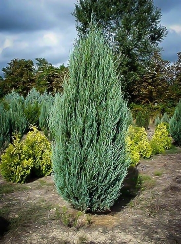 Juniperus scopulorum Skyrocket