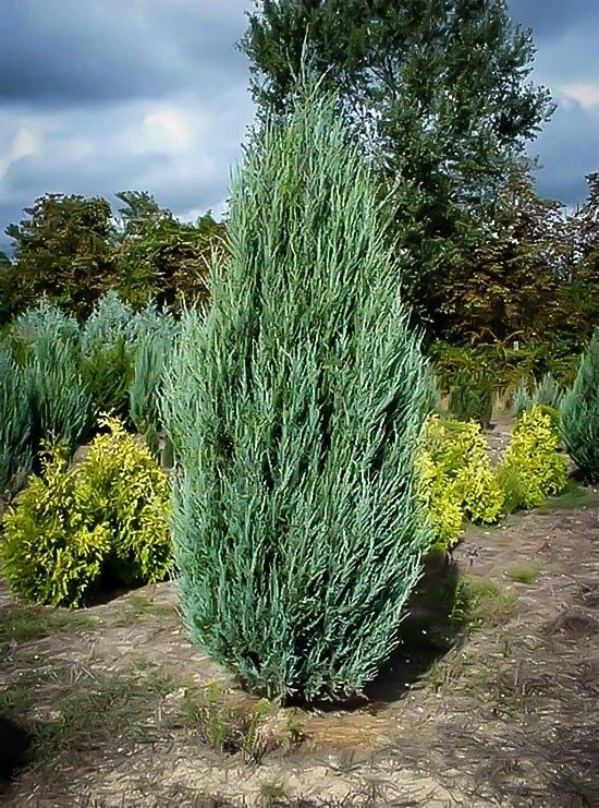 Juniperus scopulorum Skyrocket