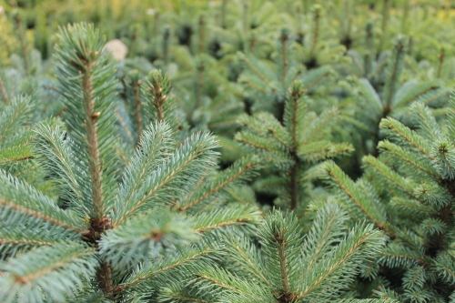Picea pungens