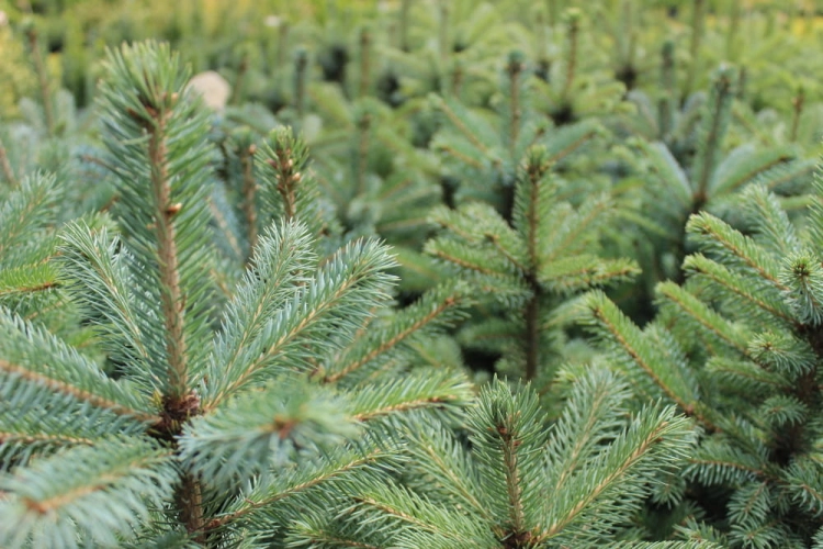 Picea pungens