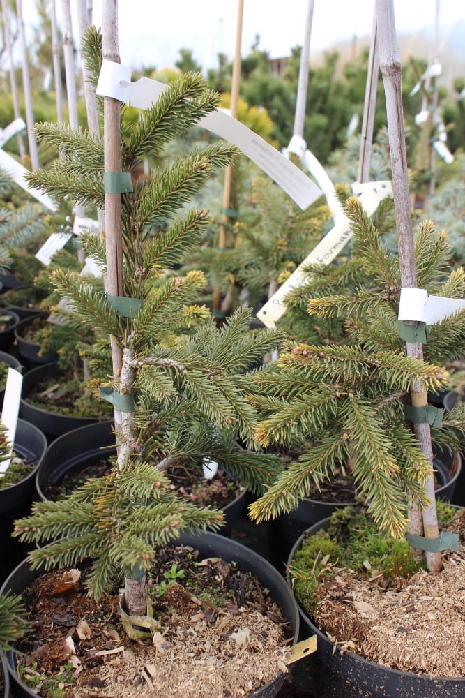 Picea abies Formanek