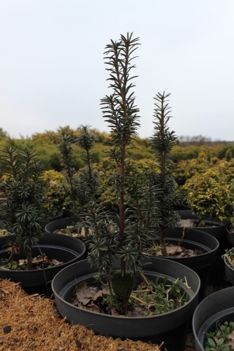 Taxus baccata Fastigiata