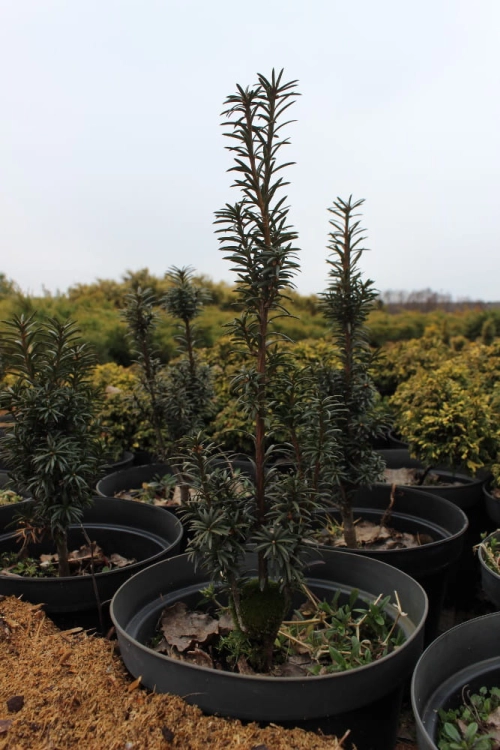 Taxus baccata Fastigiata