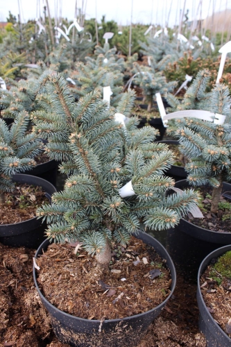 Picea pungens Glauca Globosa