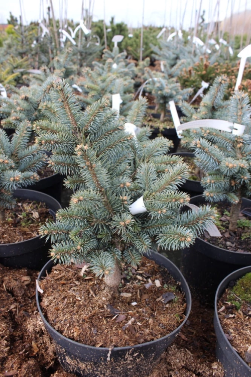 Picea pungens Glauca Globosa