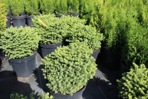 Picea abies Little Gem
