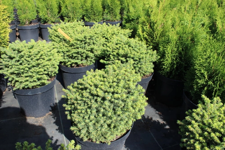 Picea abies Little Gem