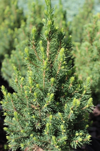 Picea glauca Zuckerhurt
