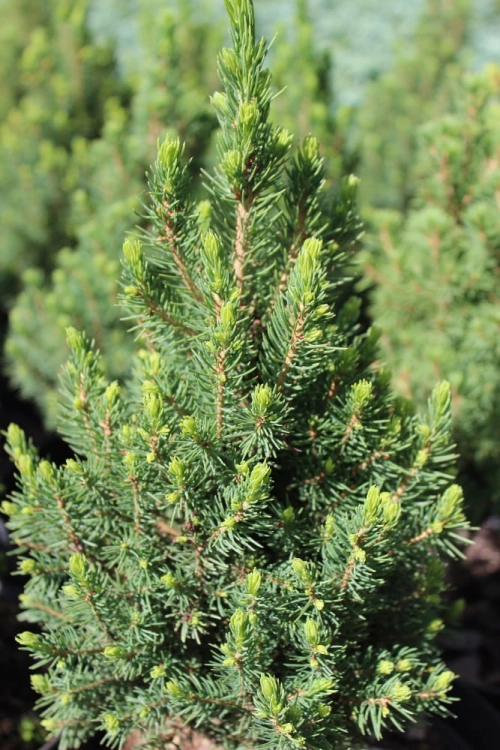 Picea glauca Zuckerhurt
