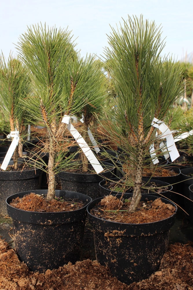 Pinus nigra Green Rocket
