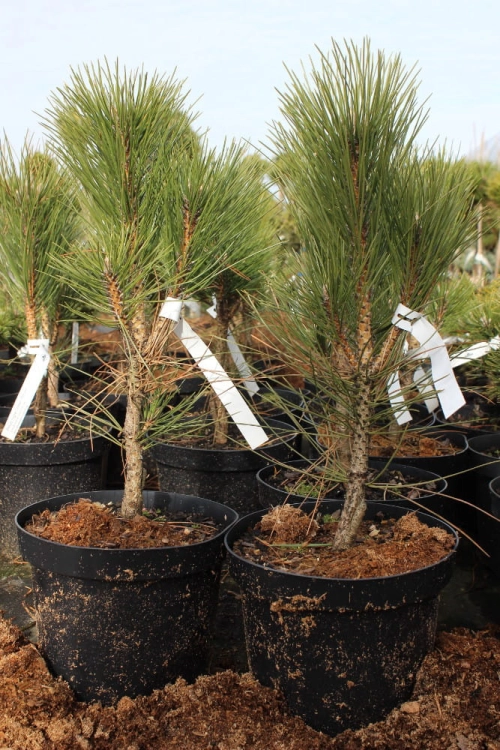 Pinus nigra Green Rocket