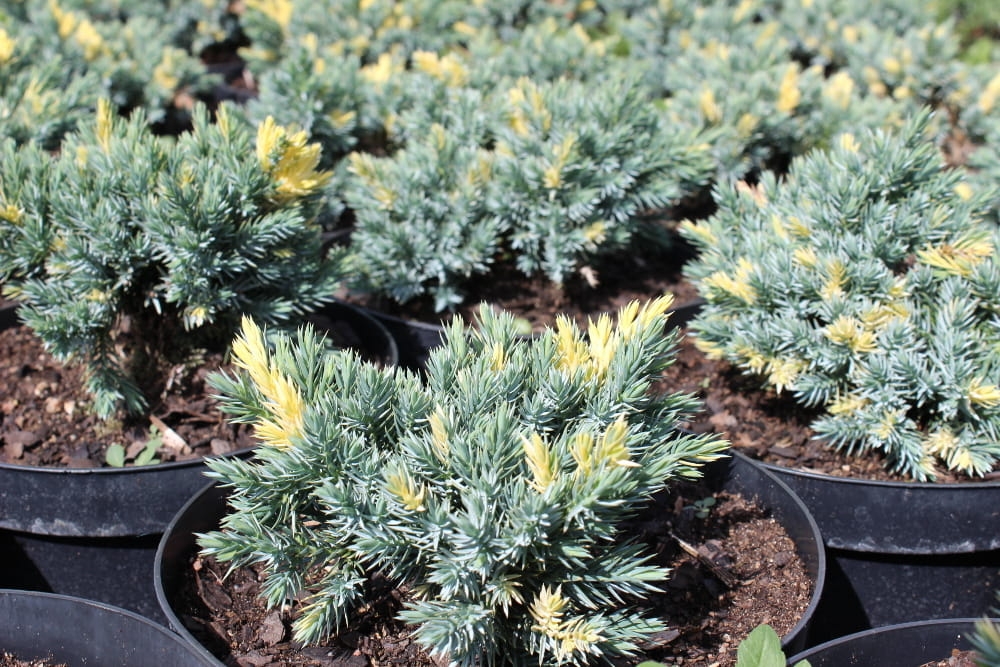 Juniperus squamata Floreant