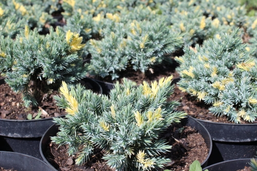 Juniperus squamata Floreant