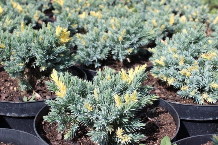 Juniperus squamata Floreant