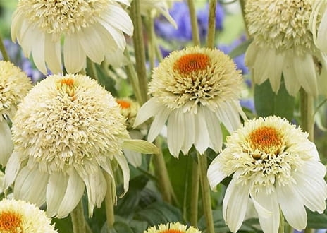 Echinacea Milkshake