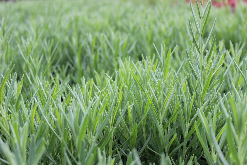 Lavandula angustifolia Munstead