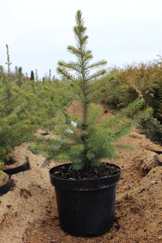 Picea omorika