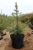 Picea omorika