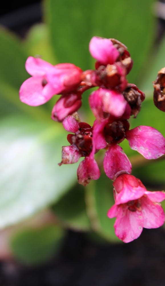 Bergenia Pink Dragonfly