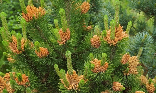 Pinus mugo Orange Sun