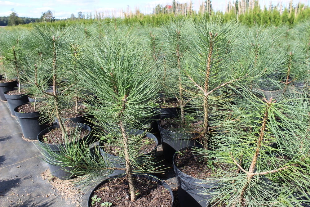 Pinus ponderosa