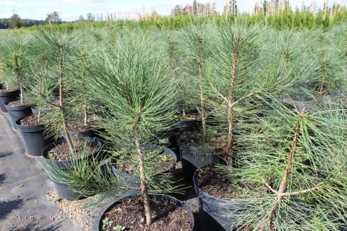 Pinus ponderosa