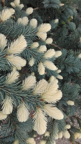 Picea pungens Białobok