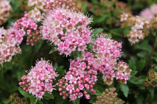 Spiraea japonica Japanese Dwarf