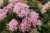 Spiraea japonica Japanese Dwarf